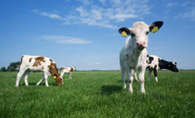 horse grazing in a field